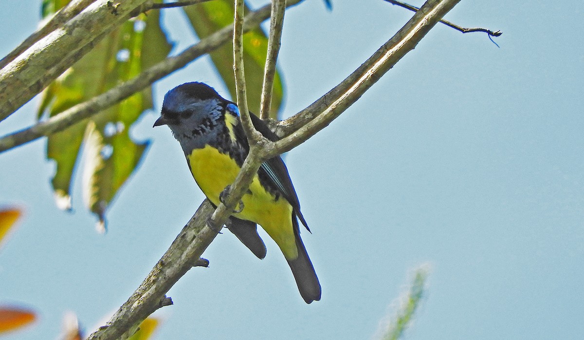 Turquoise Tanager - ML166956371