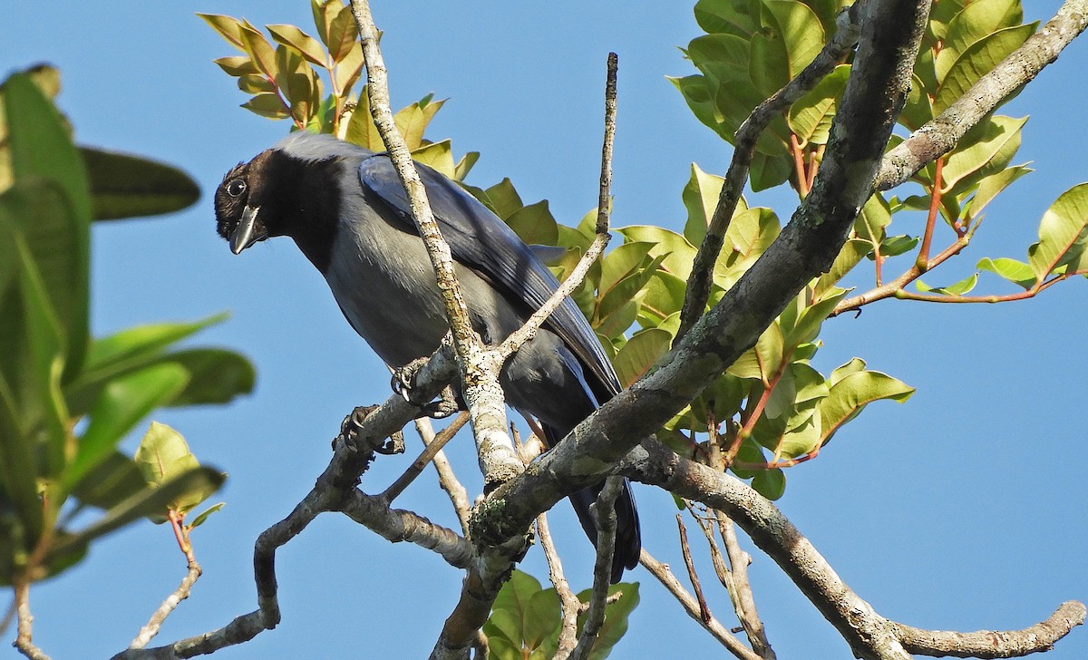 Violaceous Jay - Ray Wershler