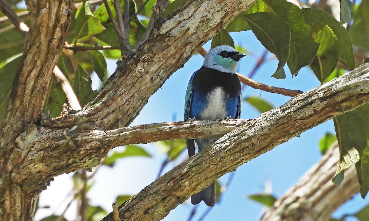 Masked Tanager - ML166957271