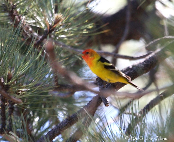 Western Tanager - ML166958581