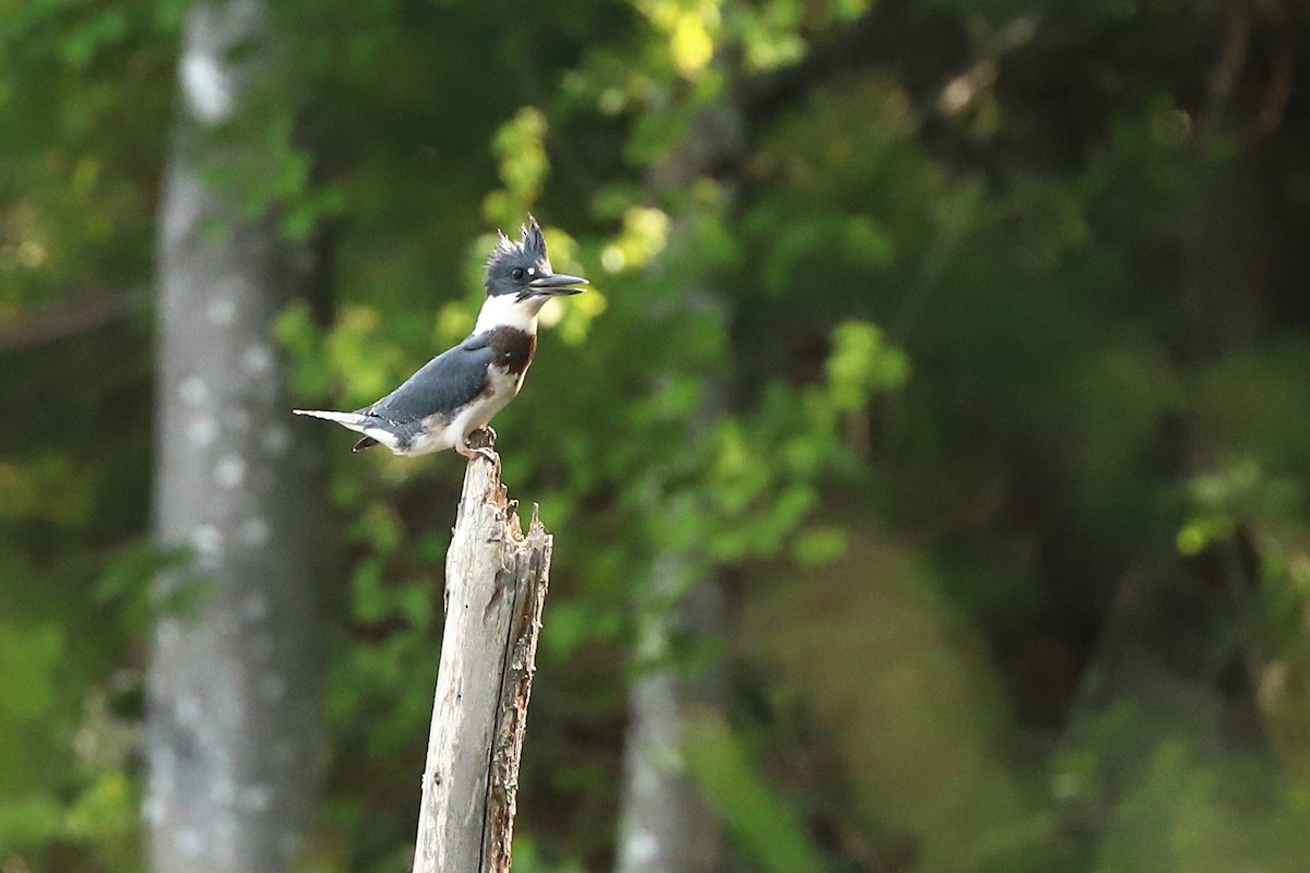 Belted Kingfisher - ML166963321