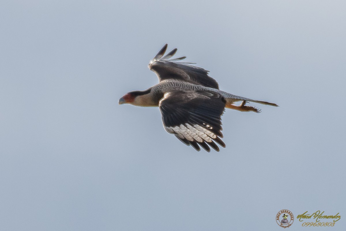 Crested Caracara (Southern) - ML166964341