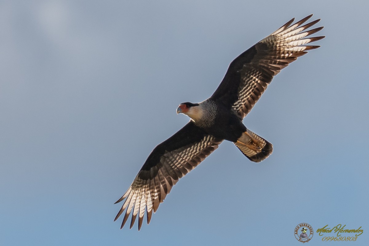 Crested Caracara (Southern) - ML166964351