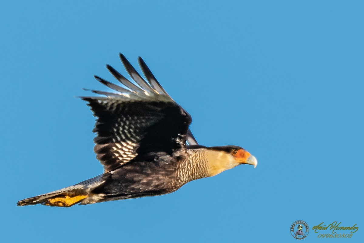 Crested Caracara (Southern) - ML166964381