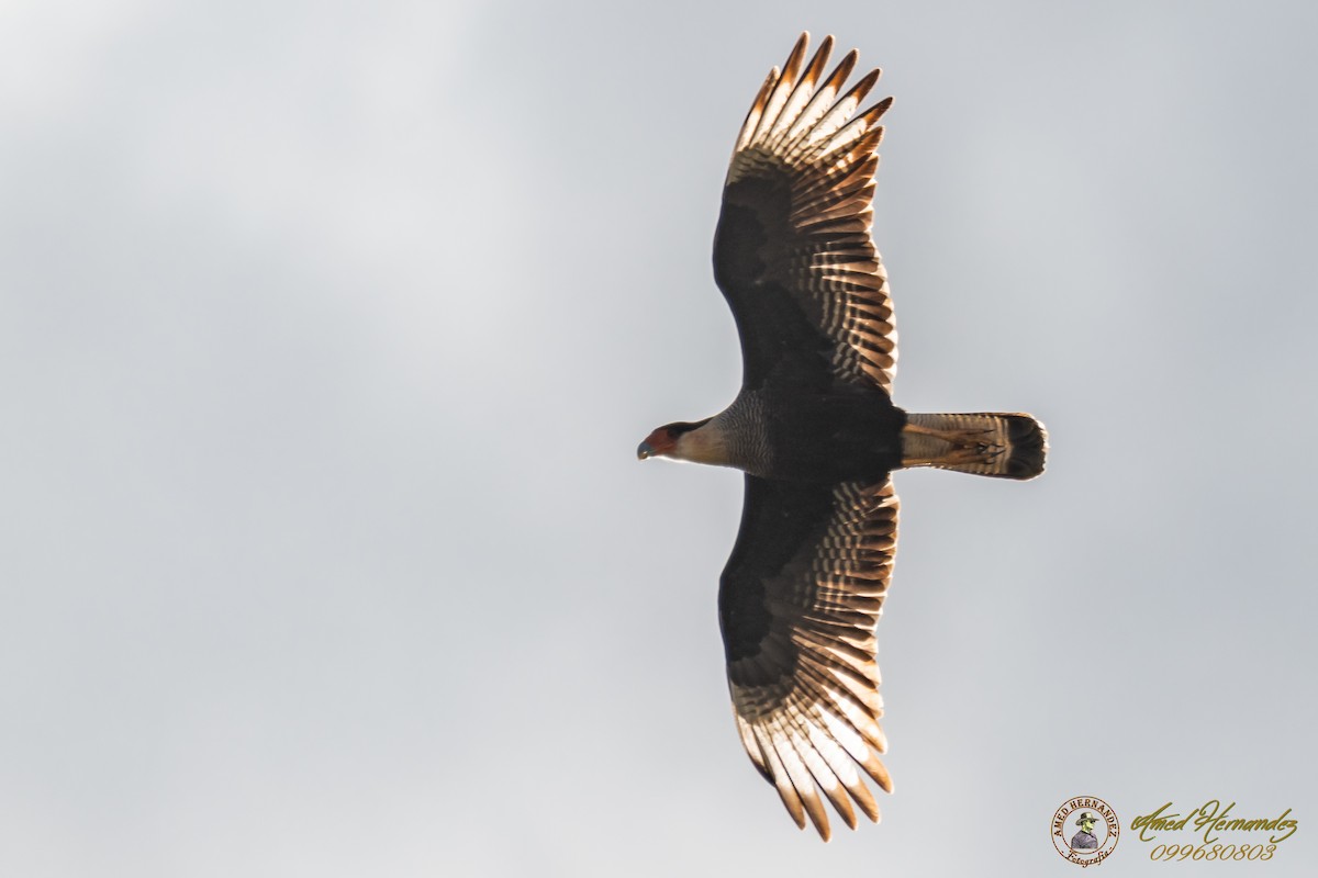 Crested Caracara (Southern) - ML166964401