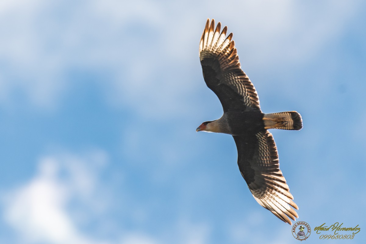 Crested Caracara (Southern) - ML166964411