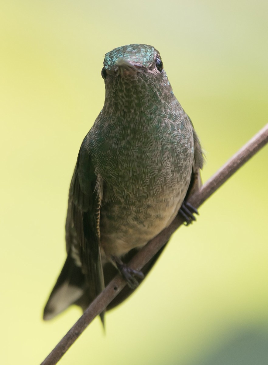 Scaly-breasted Hummingbird - Isaias Morataya