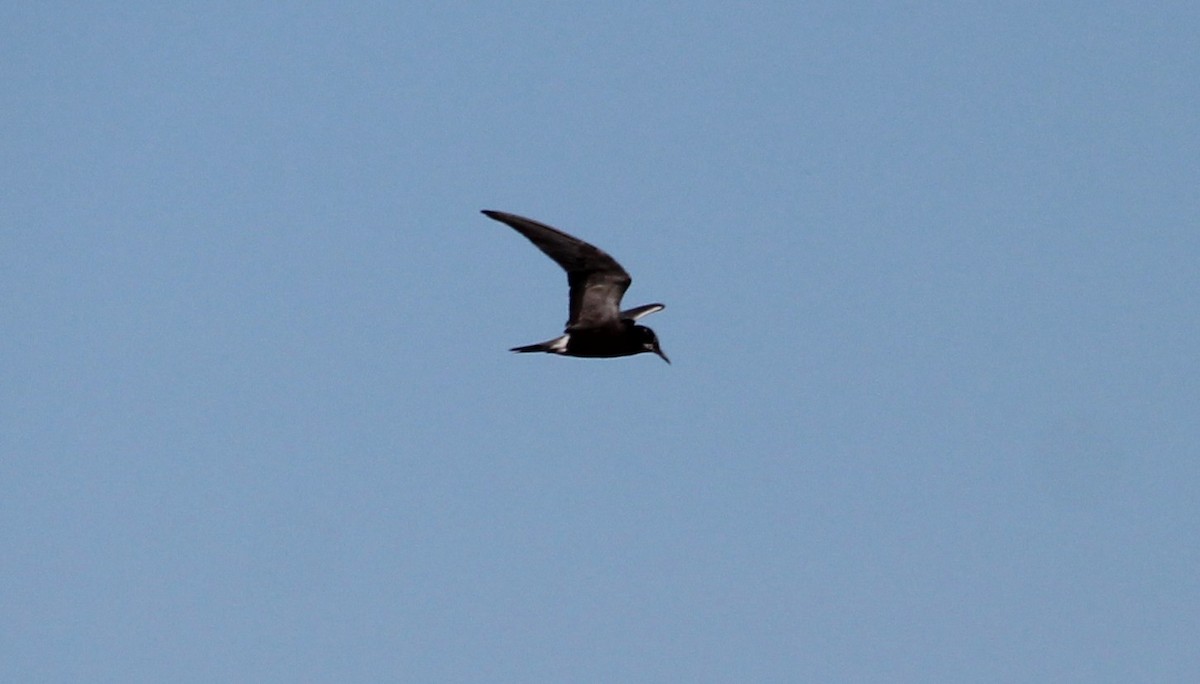 Black Tern - BJ dooley