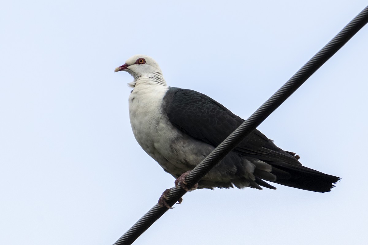 White-headed Pigeon - ML166966631