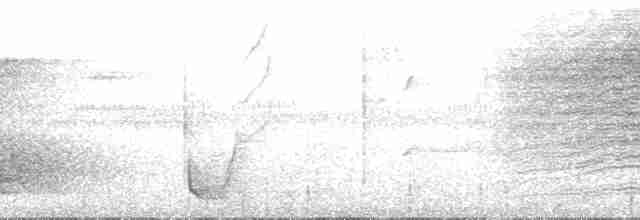 Regent Whistler - ML166967