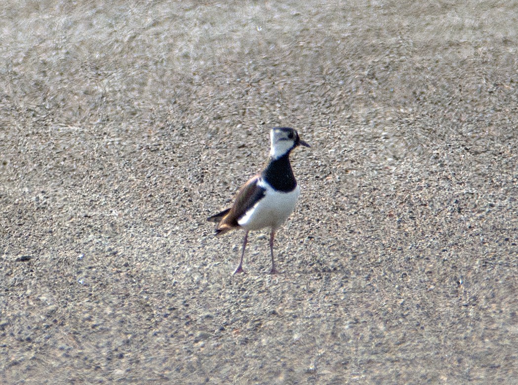 Northern Lapwing - Dale Pate