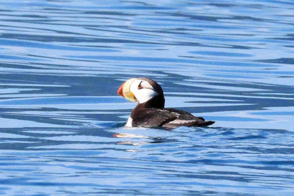Horned Puffin - Phil Lyon