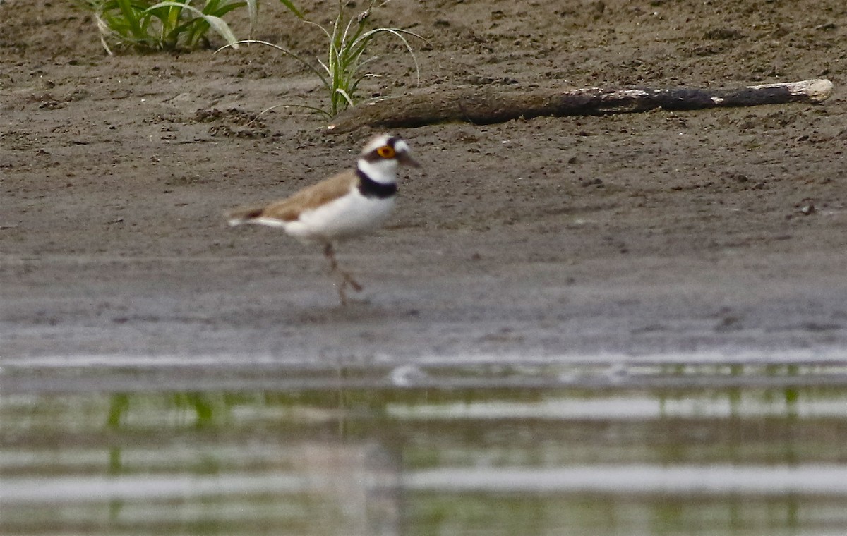 Little Ringed Plover - Don Roberson
