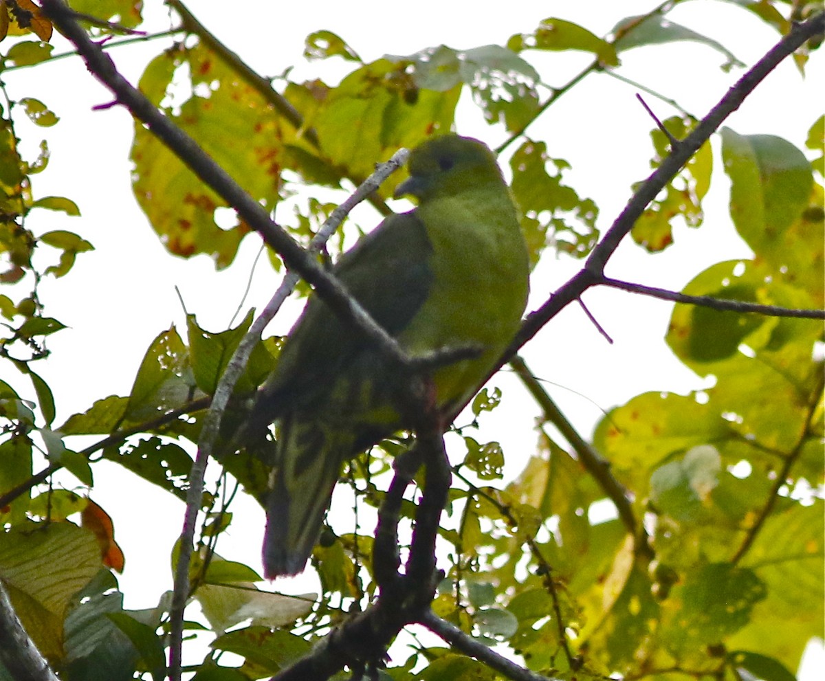 Wedge-tailed Green-Pigeon - ML166976481