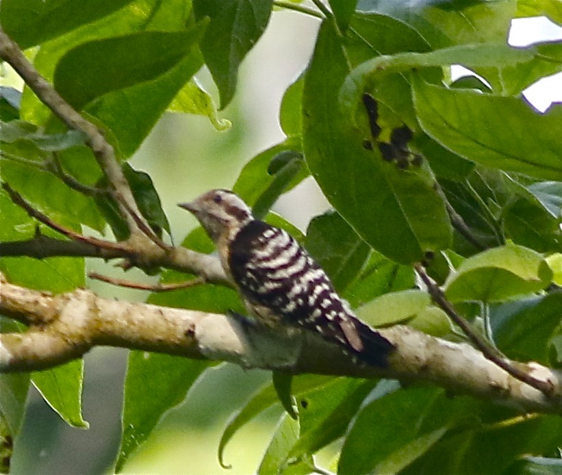 Gray-capped Pygmy Woodpecker - ML166976791