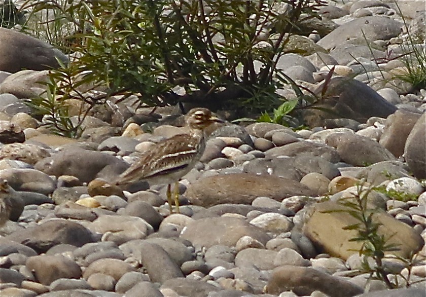 Indian Thick-knee - ML166976911