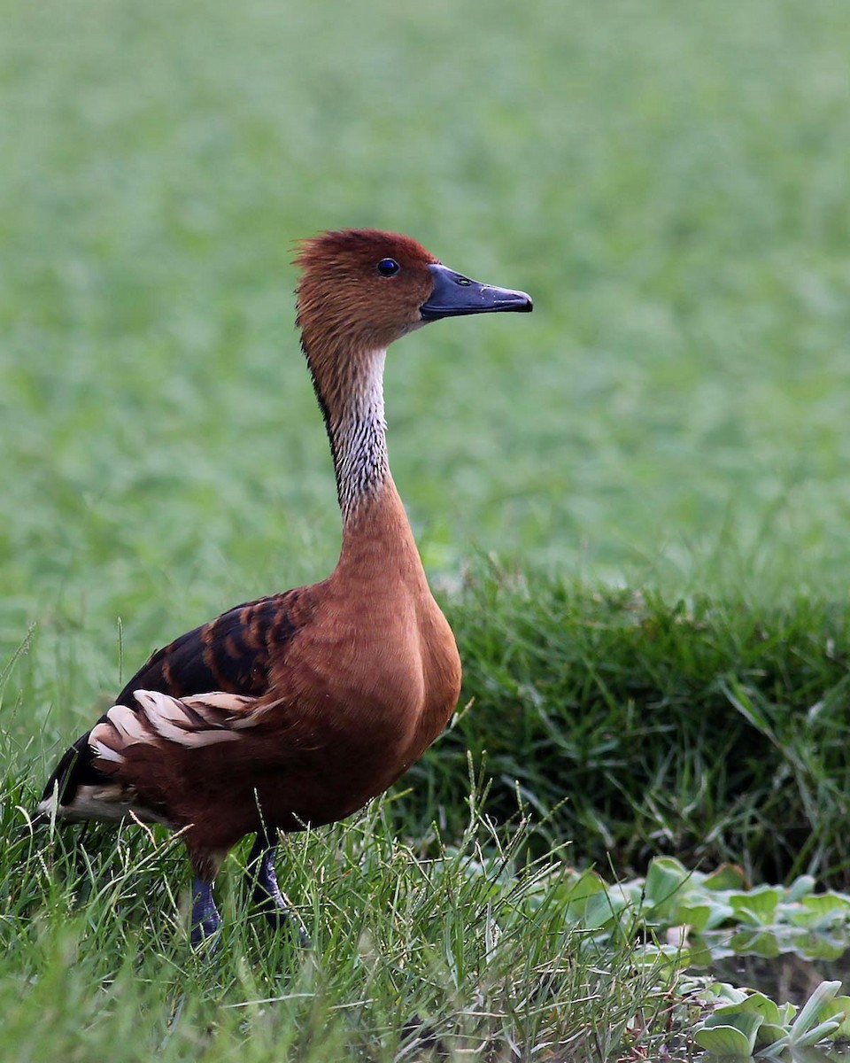 Fulvous Whistling-Duck - ML166977441