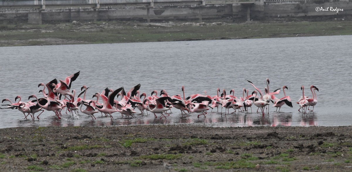 Lesser Flamingo - Anil  Rodgers