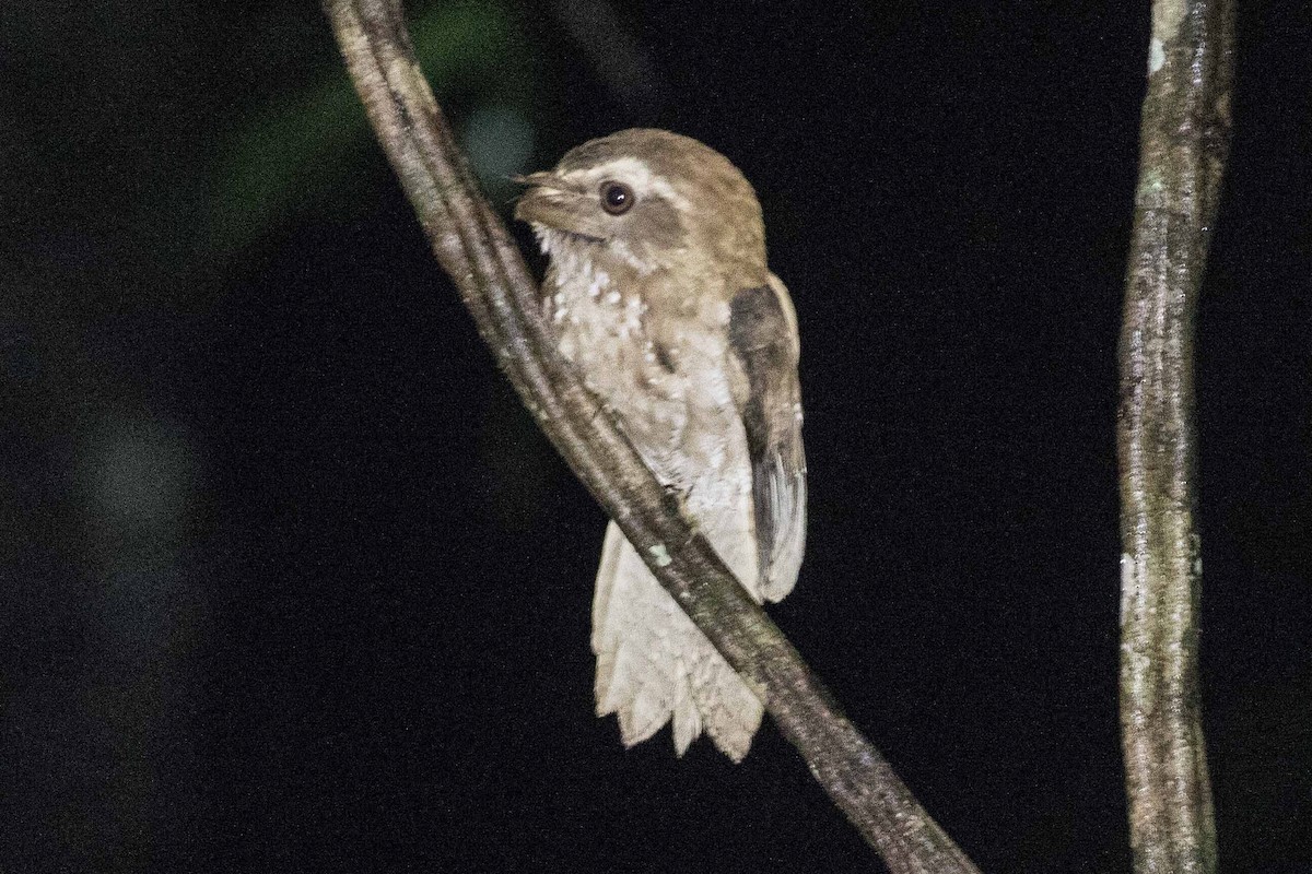Marbled Frogmouth - ML166983751