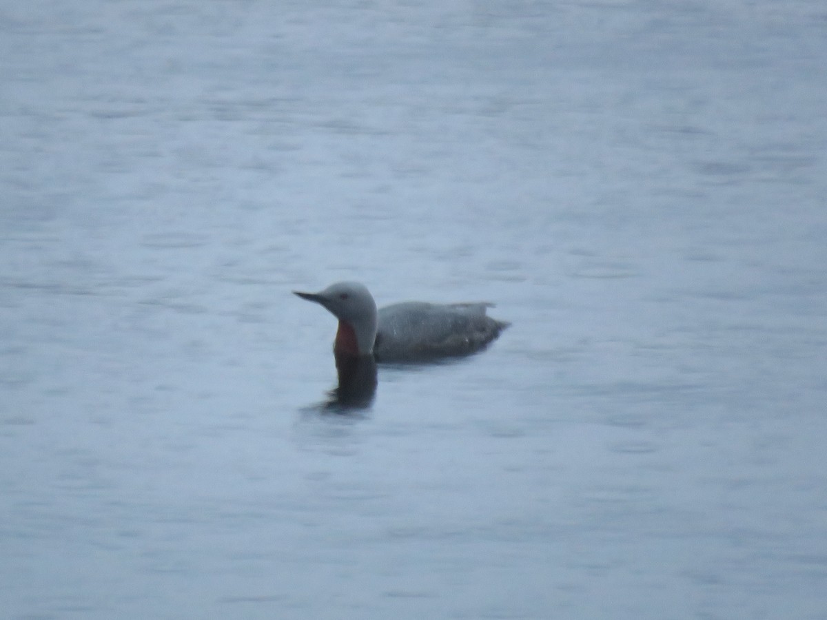 Red-throated Loon - ML166984931
