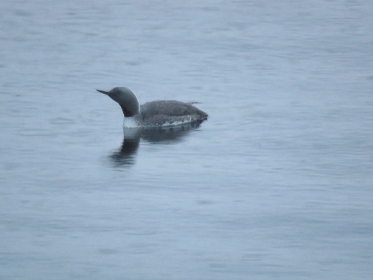 Red-throated Loon - ML166984941