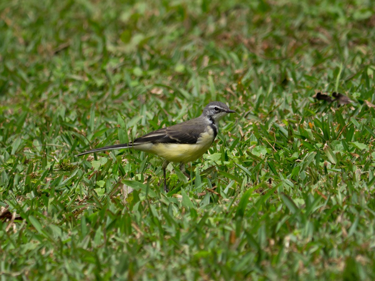 Madagascar Wagtail - Andrew Wilson