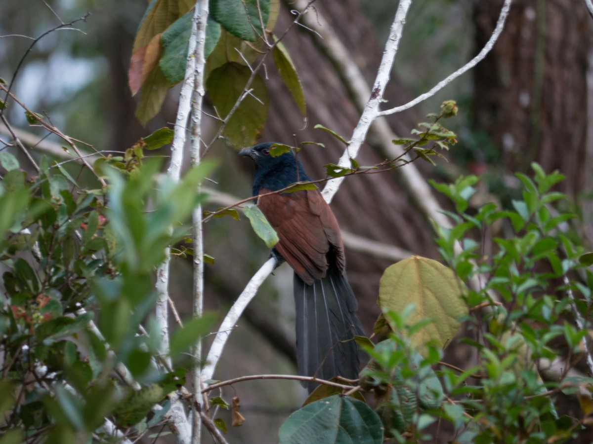 Malagasy Coucal - ML166990471