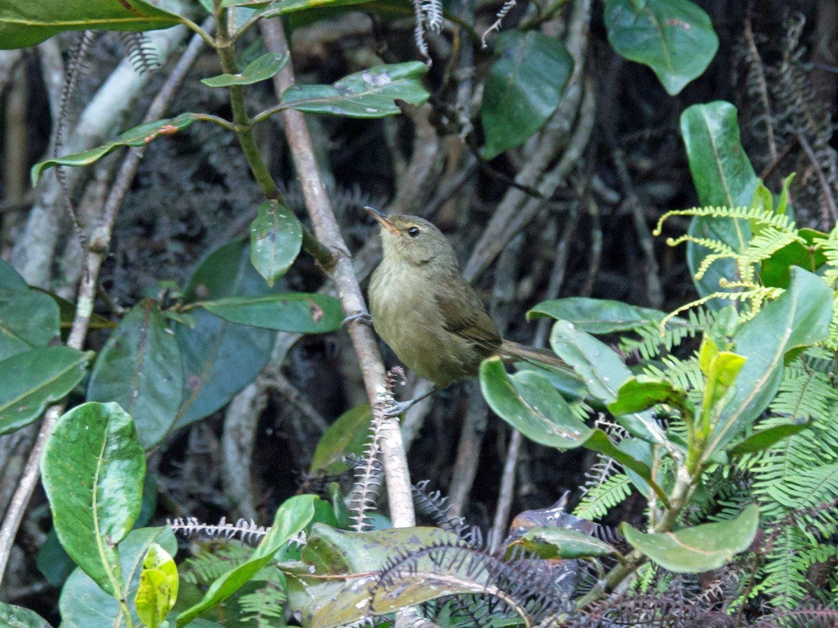 Malagasy Brush-Warbler (Malagasy) - Andrew Wilson