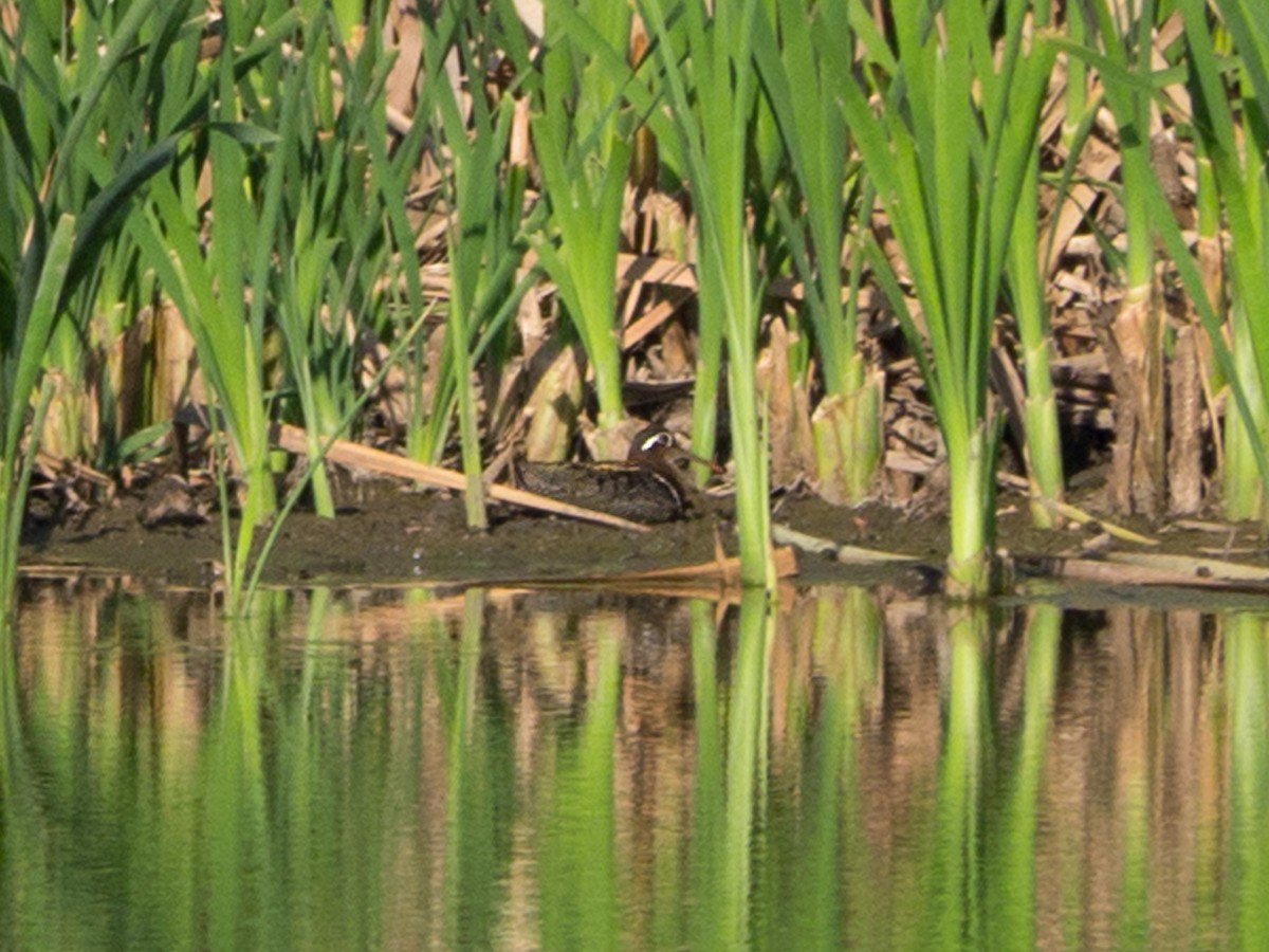 Greater Painted-Snipe - ML166990671
