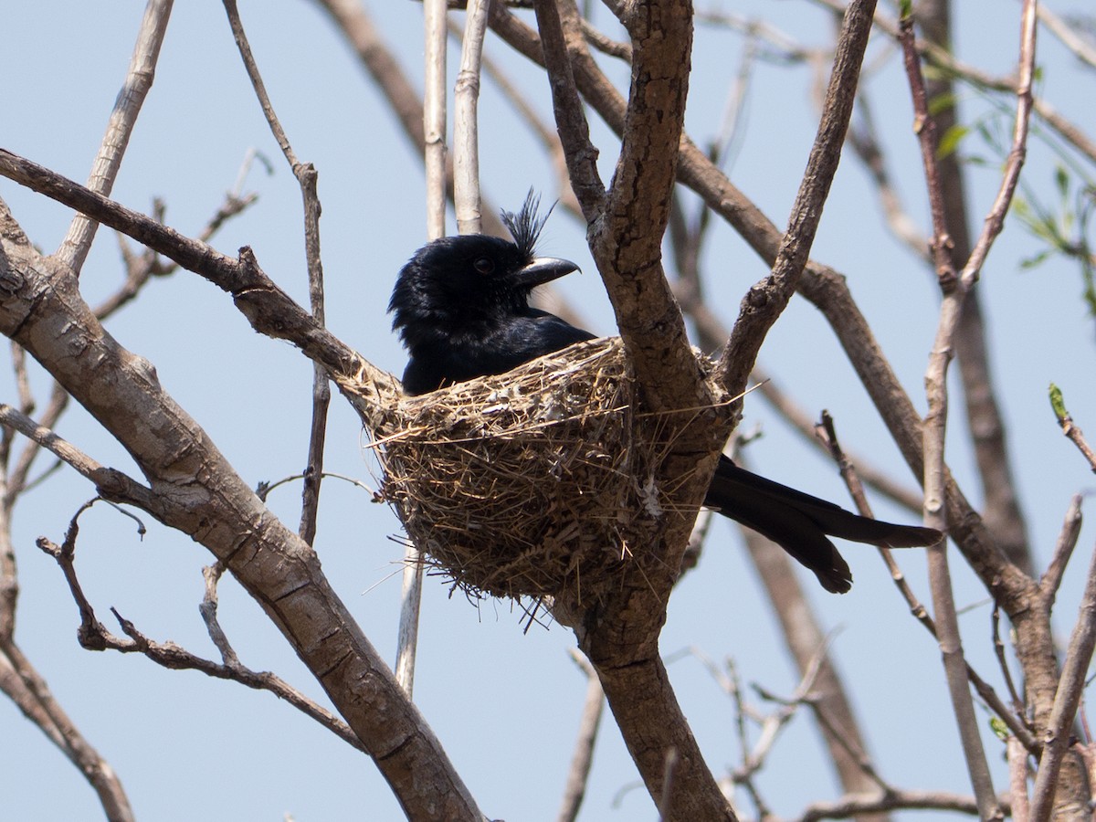 Crested Drongo - Andrew Wilson