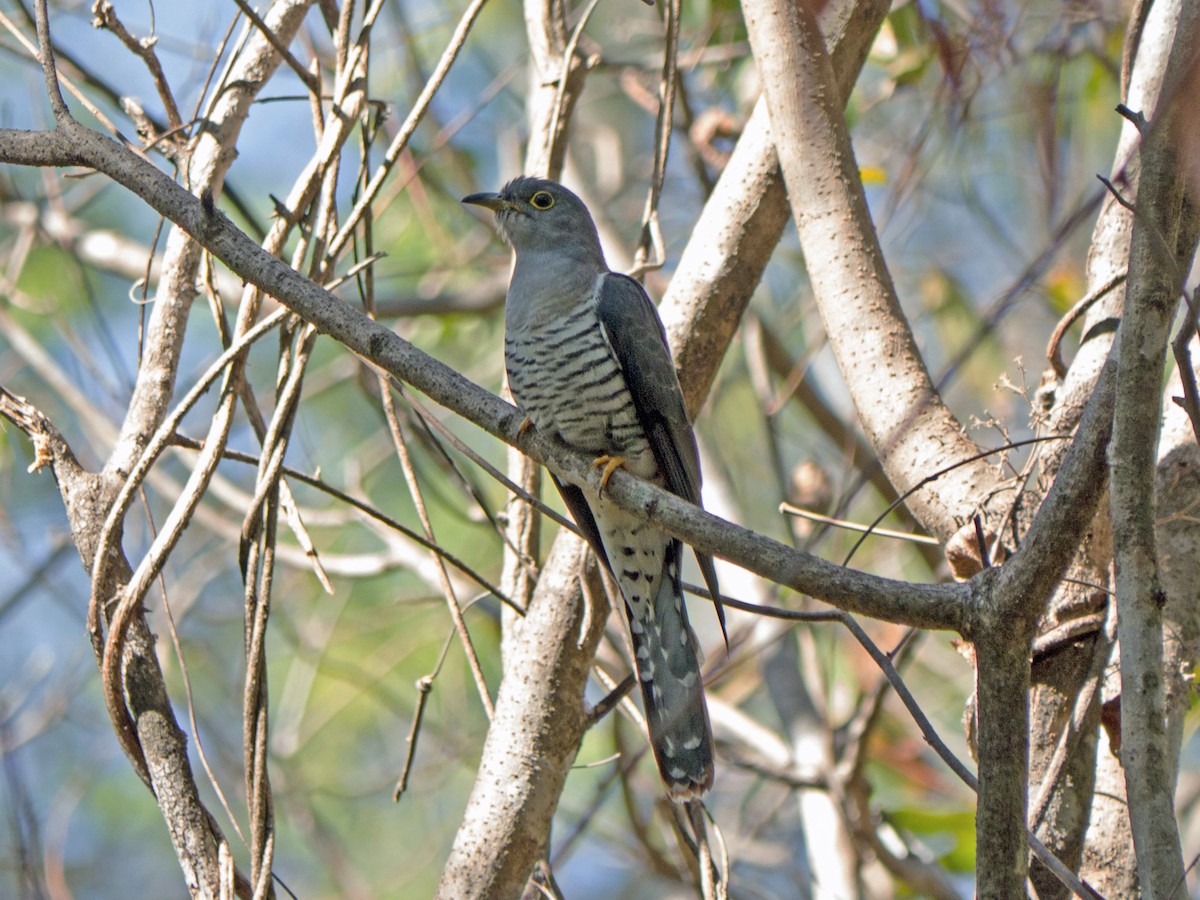 Madagascar Cuckoo - ML166991431