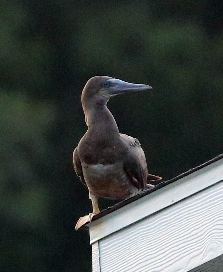 Brown Booby - Lewis Pond
