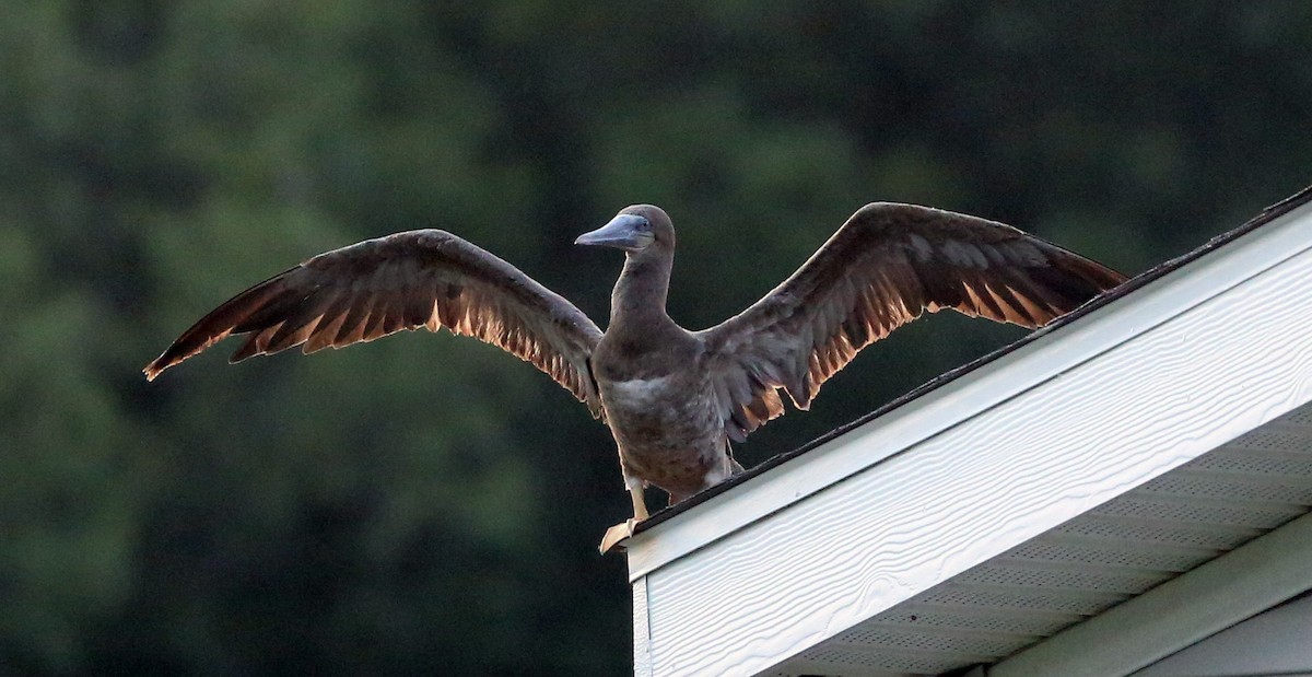 Brown Booby - ML166993731