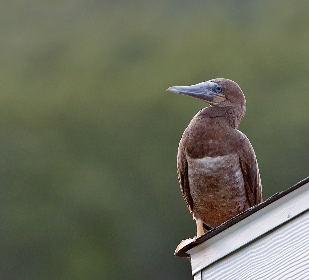 Brown Booby - ML166993981