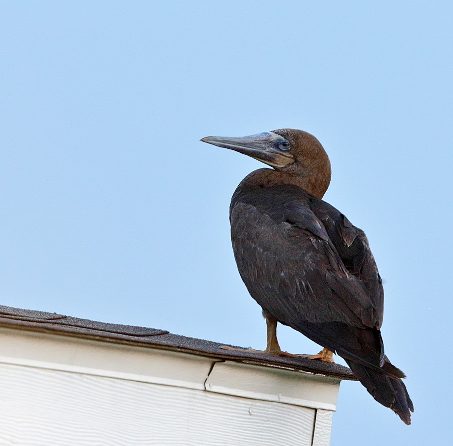 Brown Booby - ML166993991