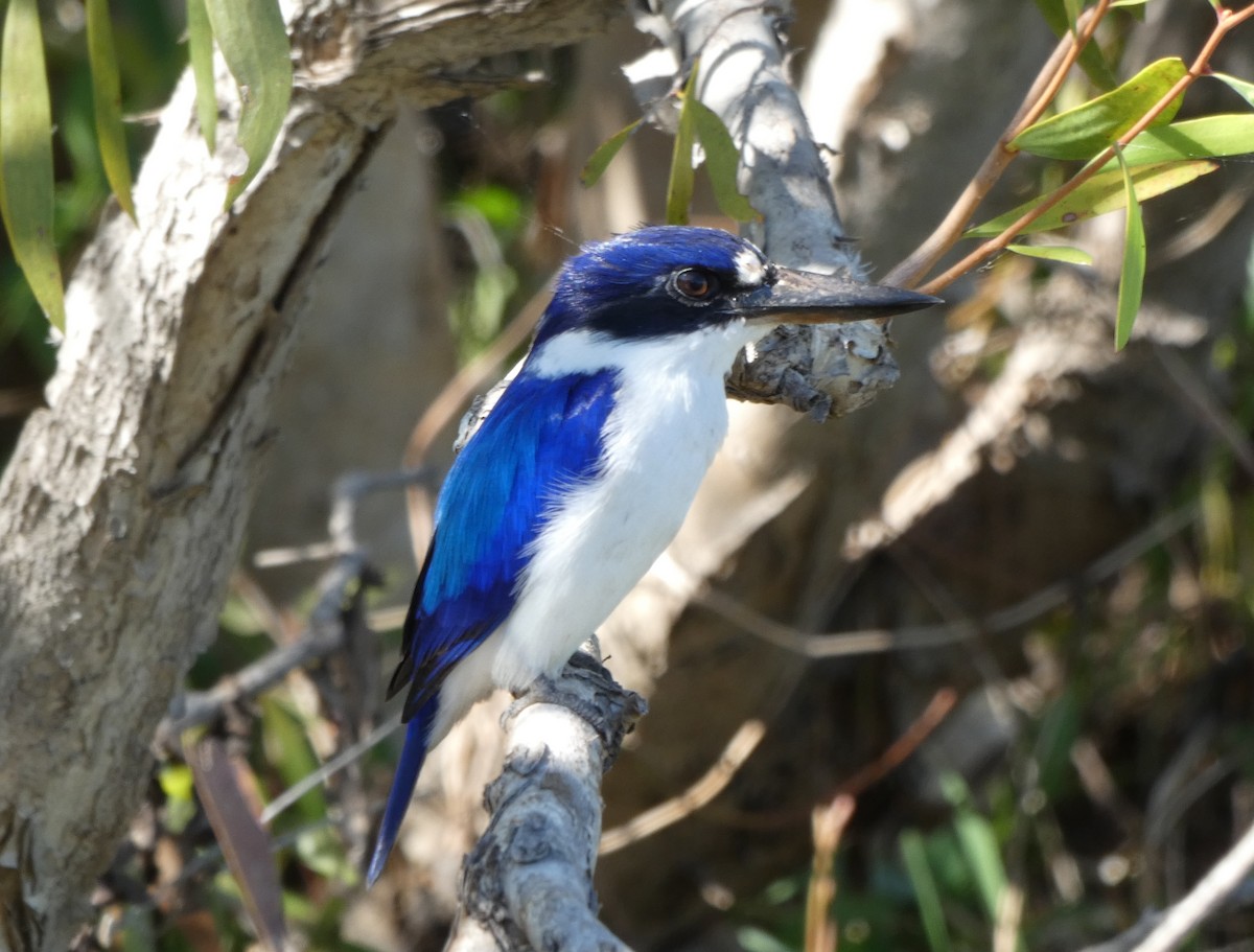 Forest Kingfisher - ML166996841