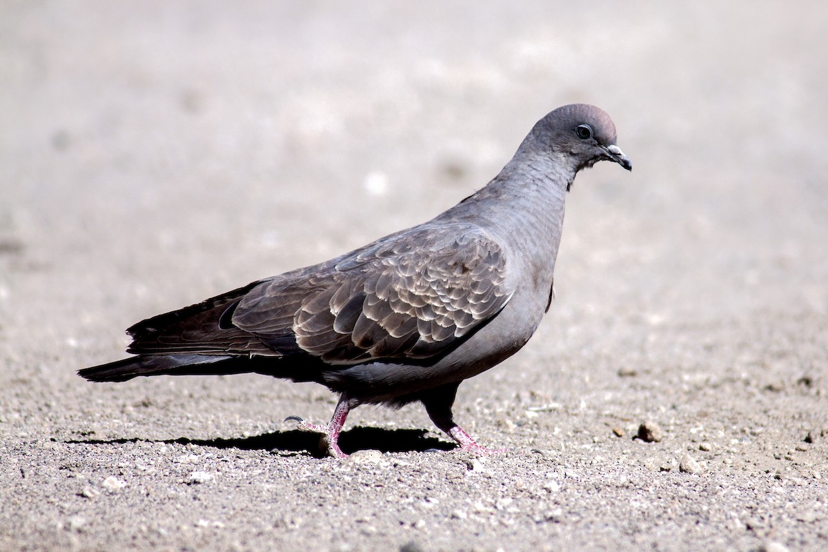 Spot-winged Pigeon - ML167001931