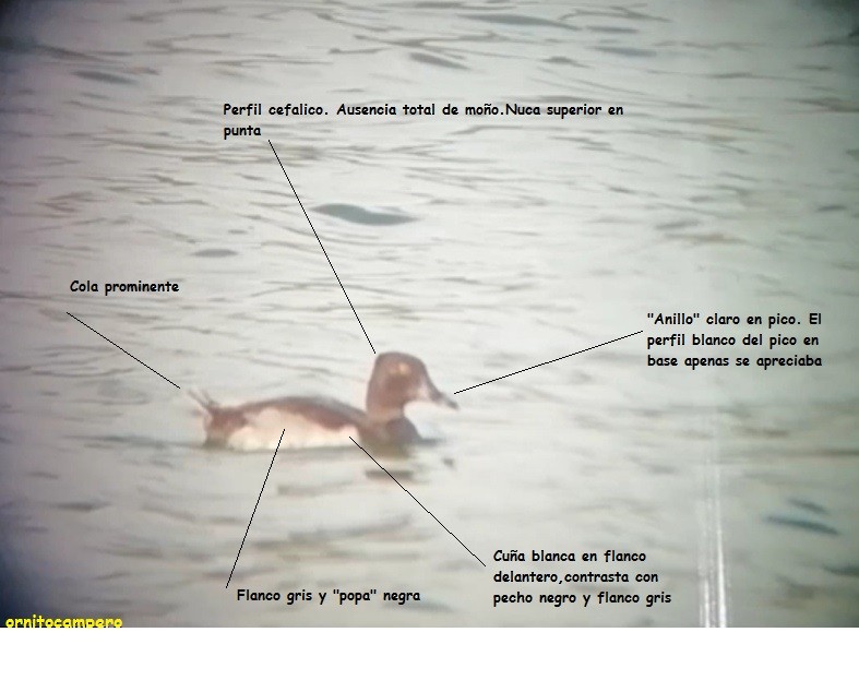 Ring-necked Duck - Ornitocampero Haritz Sarasa
