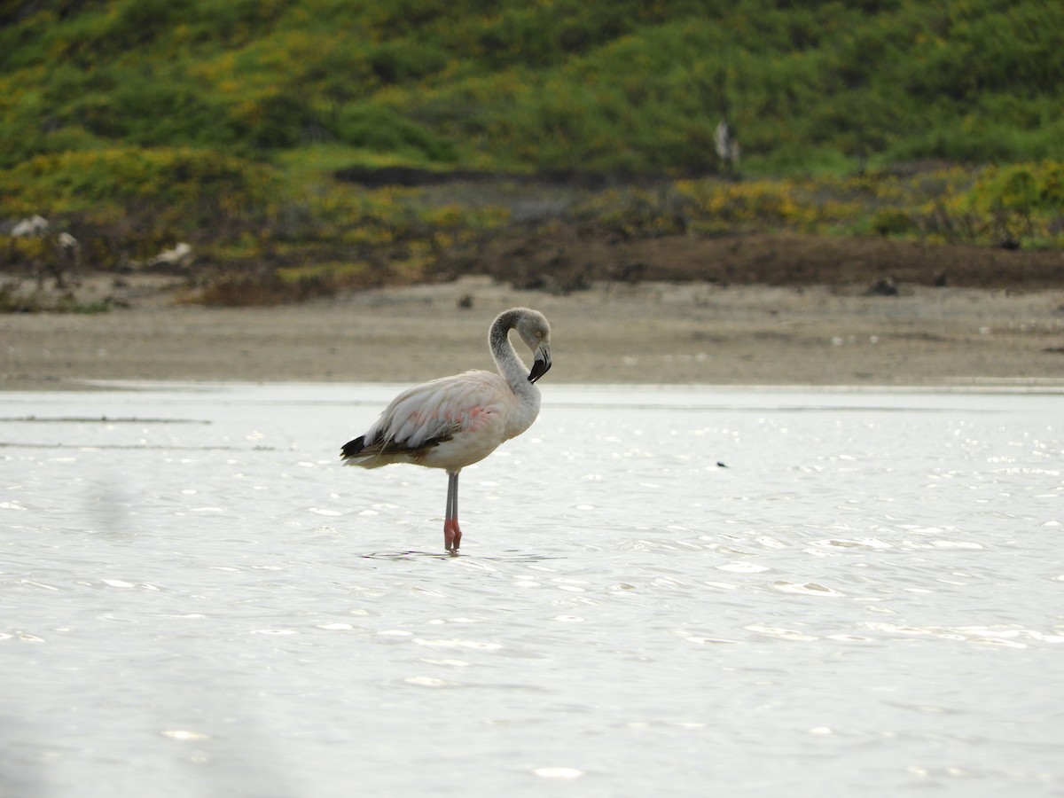 Chilean Flamingo - ML167005161
