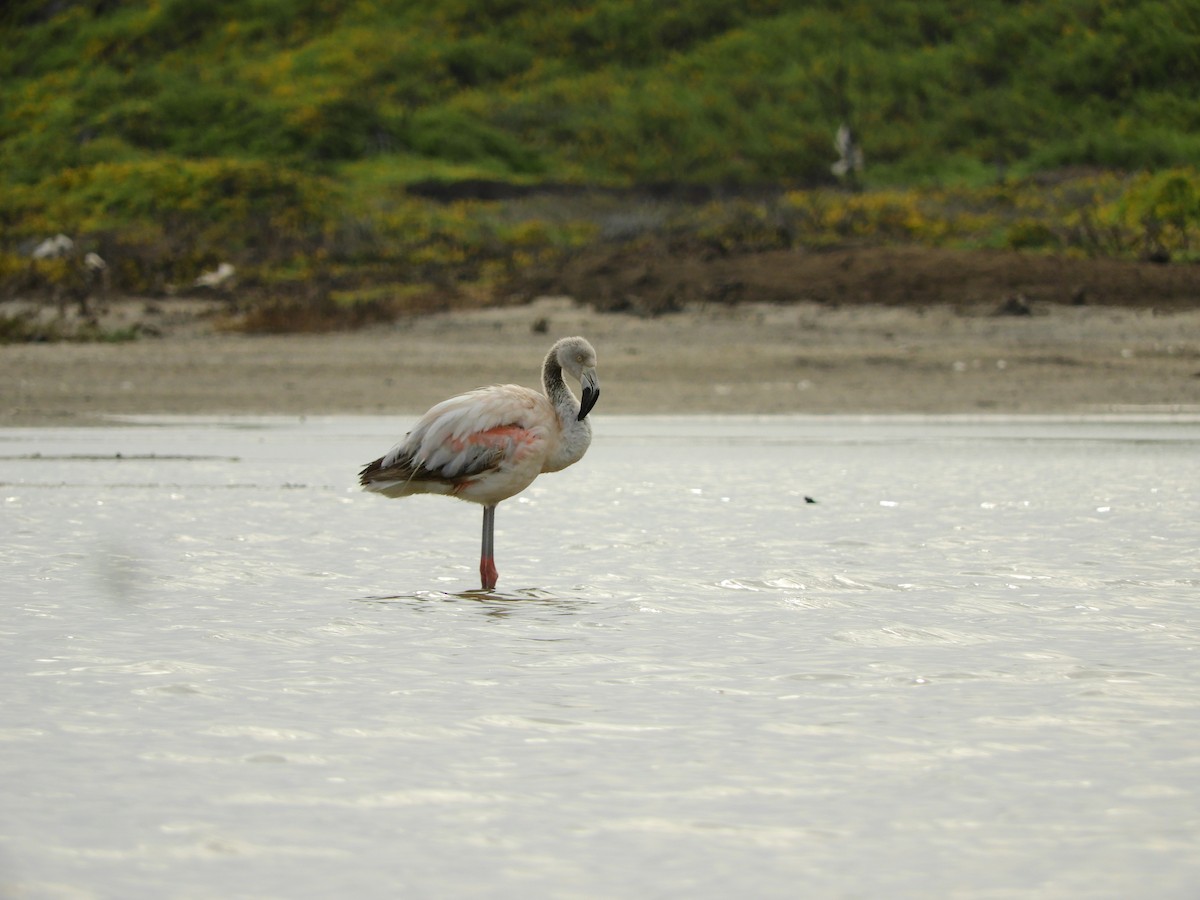 Chilean Flamingo - ML167005171