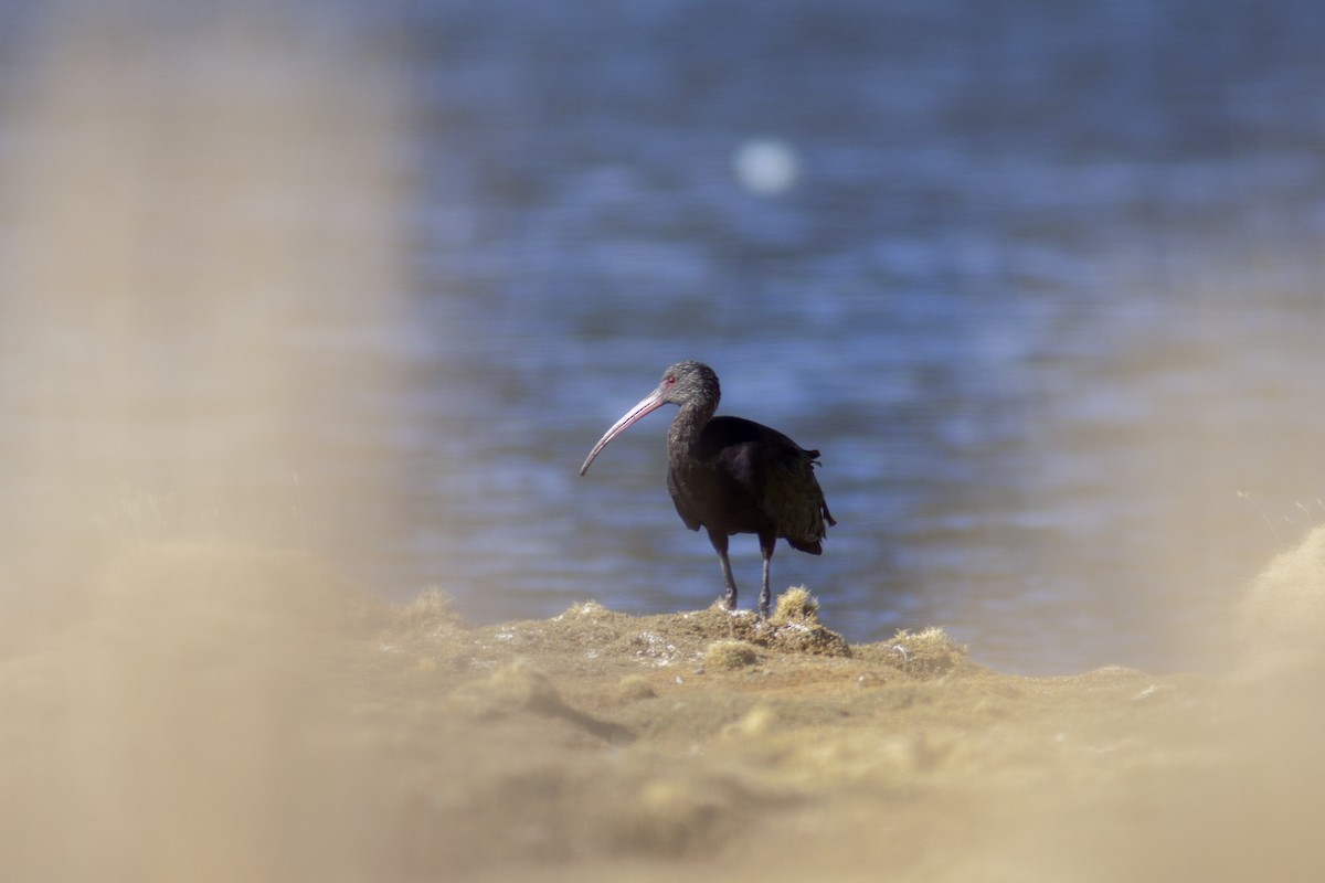 ibis andský - ML167005211