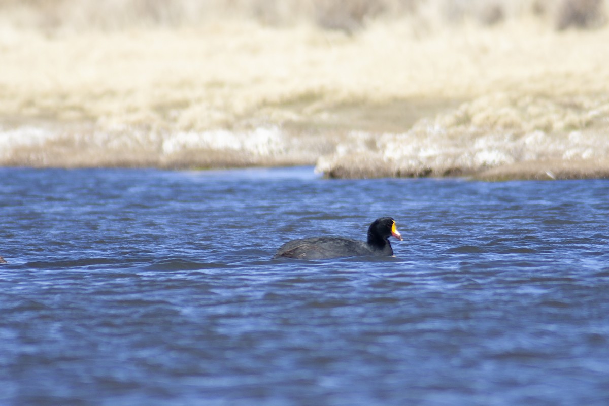 Giant Coot - ML167005821