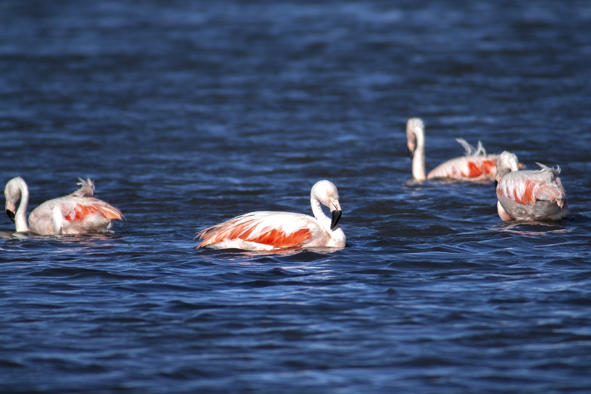 Şili Flamingosu - ML167007121
