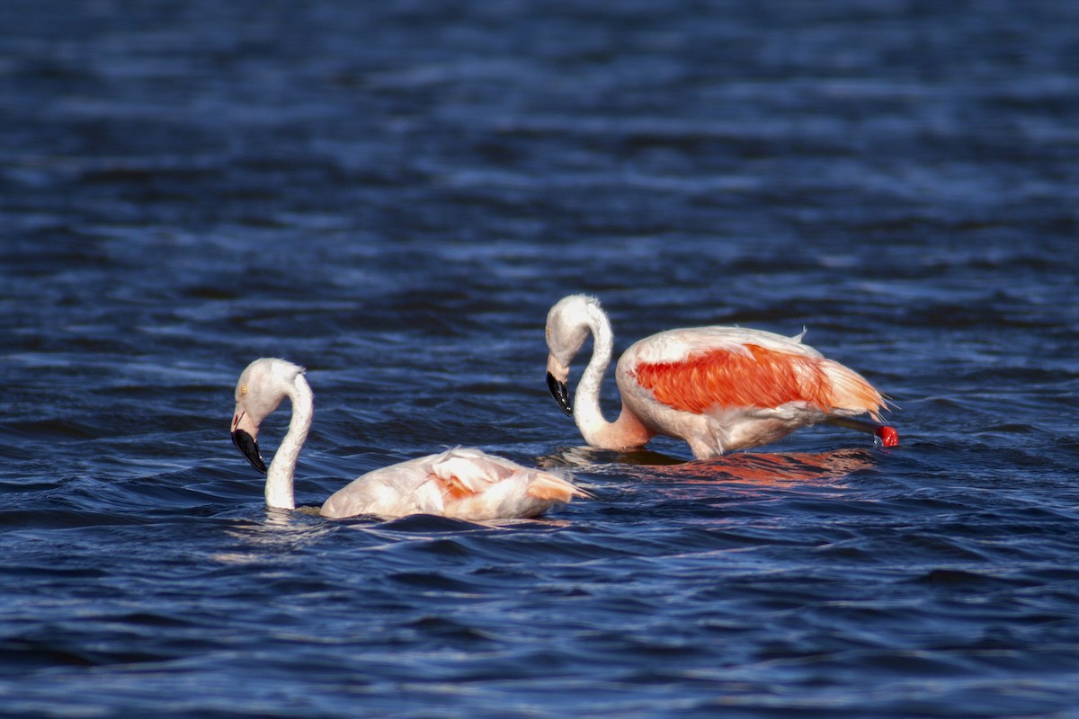Şili Flamingosu - ML167007141