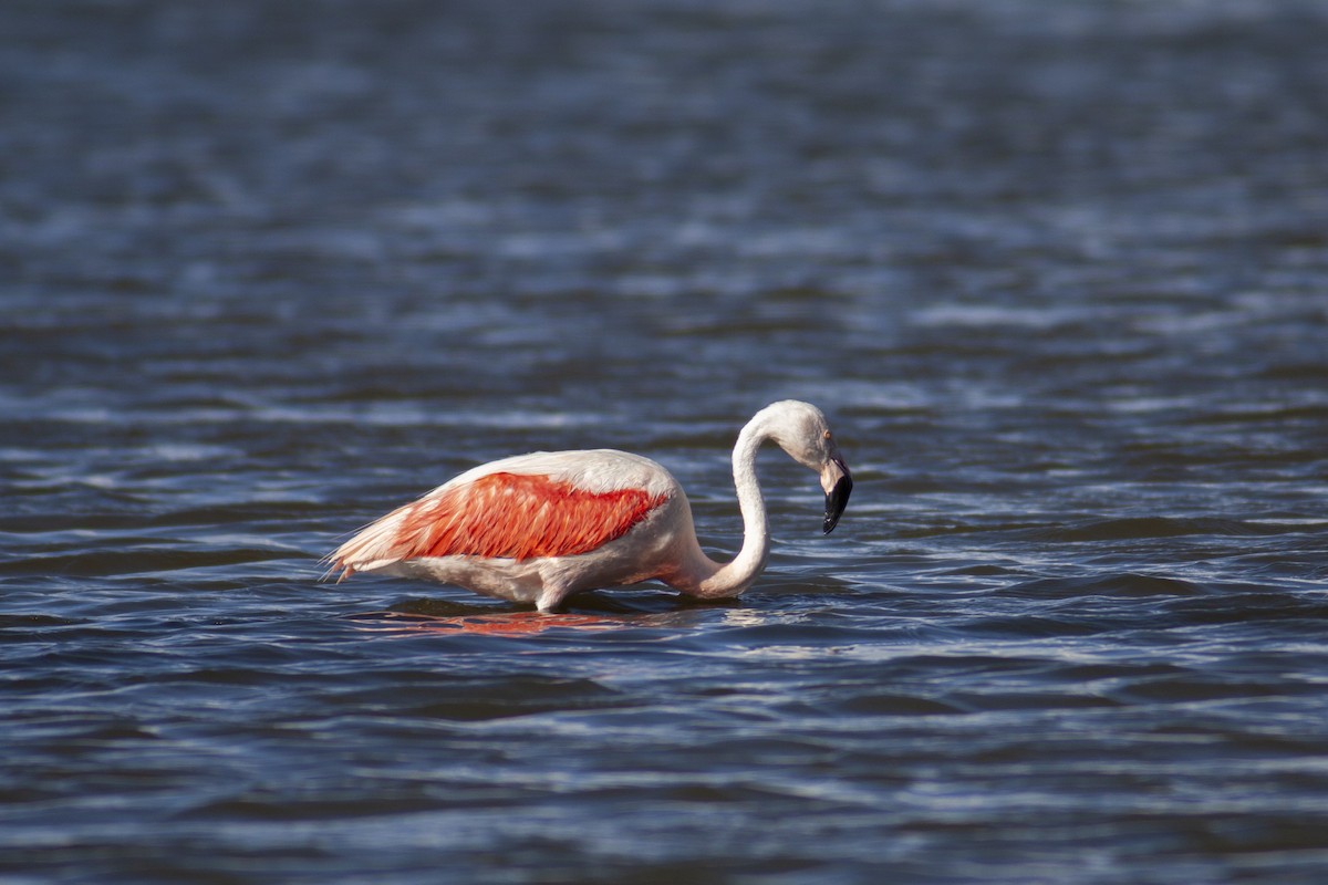 Şili Flamingosu - ML167007311