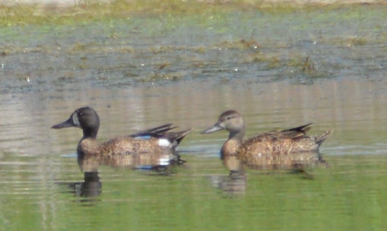 Blue-winged Teal - ML167007651