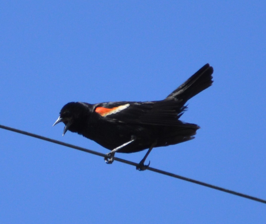 Red-winged Blackbird - ML167007791