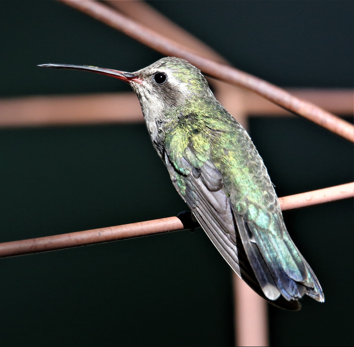 Broad-billed Hummingbird - ML167008081