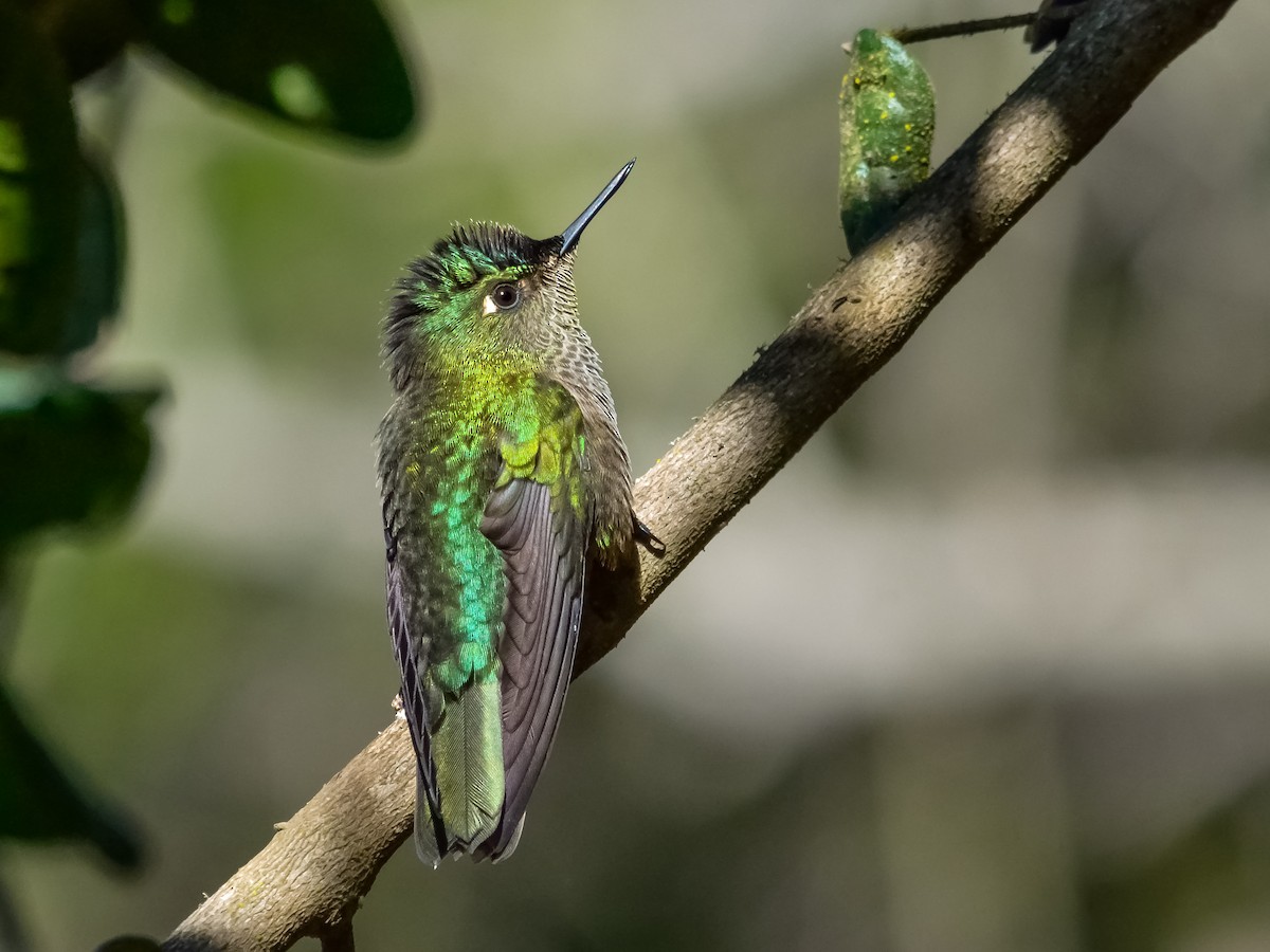 Green-backed Firecrown - ML167008561