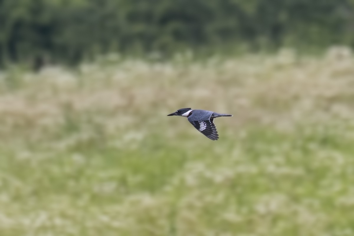 Belted Kingfisher - ML167008801